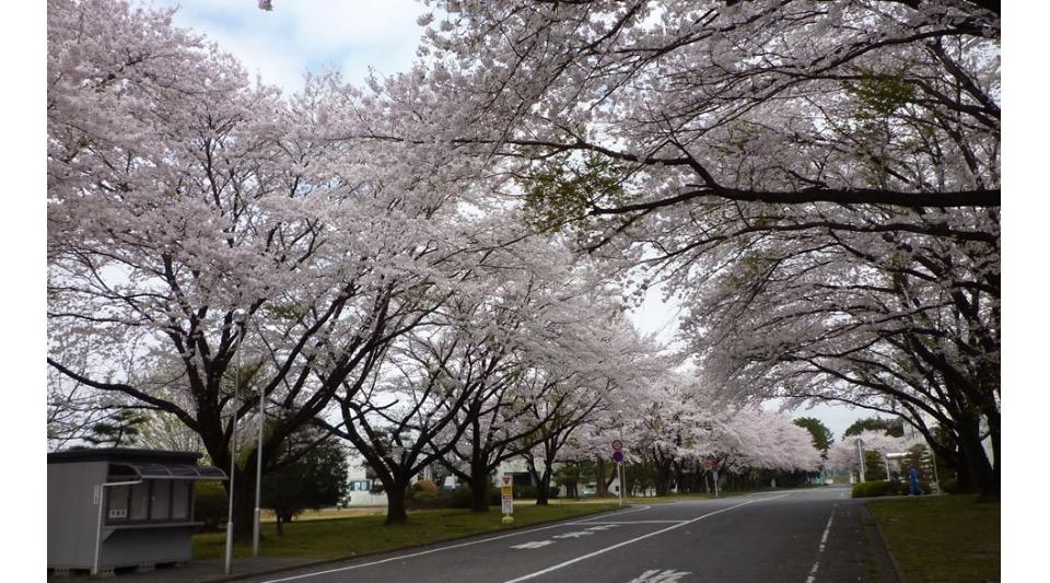 工場敷地内の桜並木
