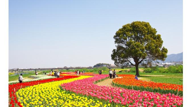 周辺環境(チューリップフェア)